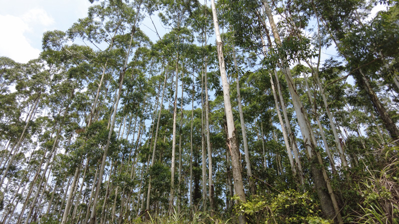 广西建成亚洲最大桉树基因库