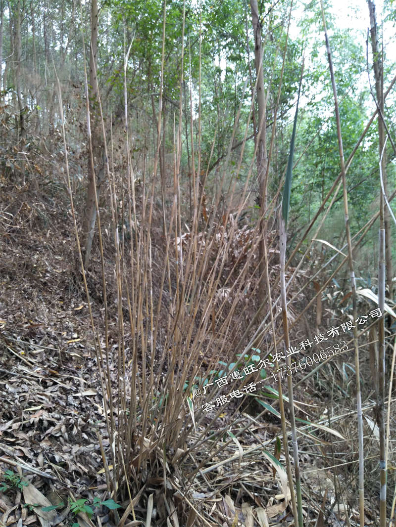 小桉树除草用什么药好